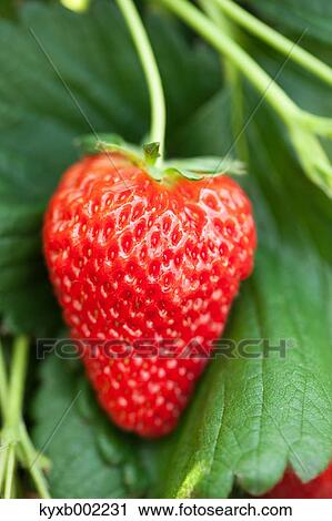 Strawberry View Large Photo Image Stock Image - Strawberry. Fotosearch