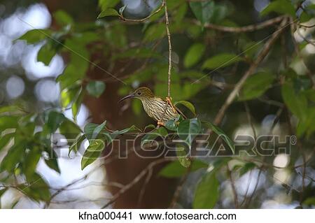 Stock Image - Streaked Spiderhunter. Fotosearch