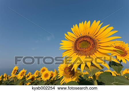Sunflower field View Large Photo Image Picture - Sunflower field. Fotosearch