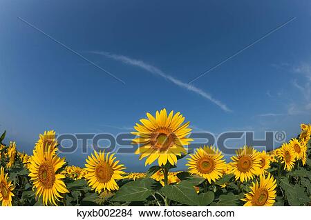Picture - Sunflower field. Fotosearch