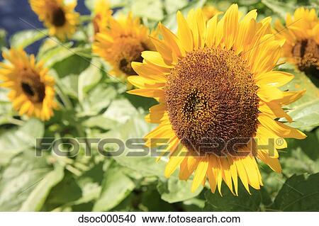 Sunflower field View Large Photo Image Stock Image - Sunflower field. Fotosearch