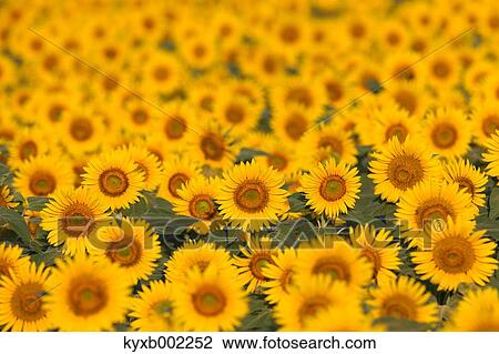 Sunflower field View Large Photo Image Stock Image - Sunflower field. Fotosearch