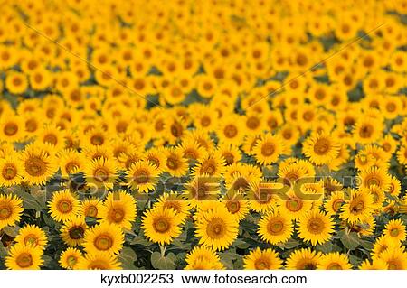 Sunflower field View Large Photo Image Stock Image - Sunflower field. Fotosearch
