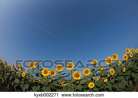 Sunflower field View Large Photo Image Stock Image - Sunflower field. Fotosearch