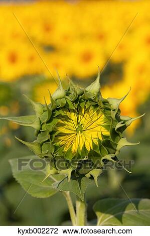 Stock Image - Sunflower field. Fotosearch