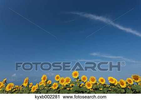 Sunflower field View Large Photo Image Stock Image - Sunflower field. Fotosearch