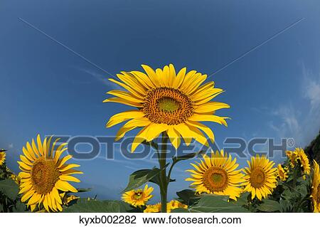 Sunflower field View Large Photo Image Stock Image - Sunflower field. Fotosearch