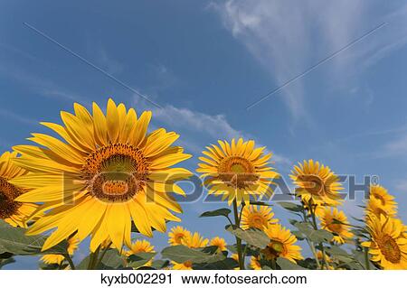 Stock Image - Sunflower field. Fotosearch