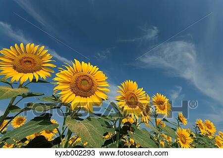 Sunflower field View Large Photo Image Stock Image - Sunflower field. Fotosearch