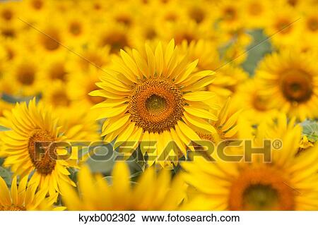 Sunflower field View Large Photo Image Stock Image - Sunflower field. Fotosearch