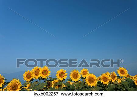 Sunflower field View Large Photo Image Stock Photo - Sunflower field. Fotosearch