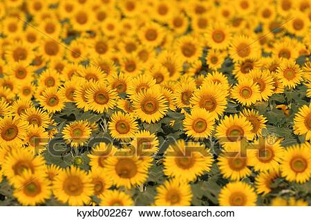 Sunflower field View Large Photo Image Stock Photo - Sunflower field. Fotosearch