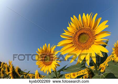 Stock Photo - Sunflower field. Fotosearch