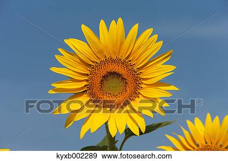 Sunflower field View Large Photo Image Stock Photo - Sunflower field. Fotosearch