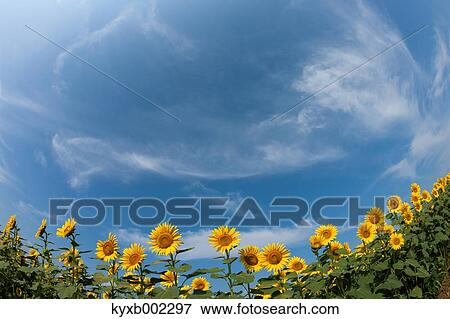 Sunflower field View Large Photo Image Stock Photo - Sunflower field. Fotosearch