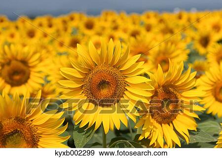Sunflower field View Large Photo Image Stock Photo - Sunflower field. Fotosearch