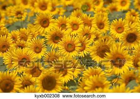 Stock Photo - Sunflower field. Fotosearch
