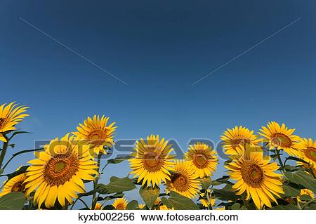 Stock Photograph - Sunflower field. Fotosearch