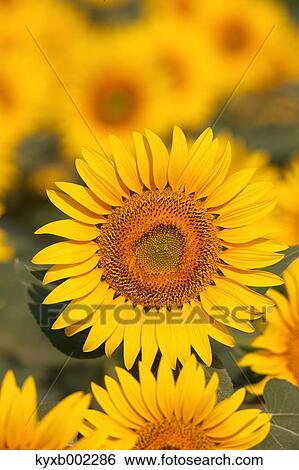 Stock Photograph - Sunflower field. Fotosearch