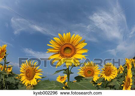 Sunflower field View Large Photo Image Stock Photograph - Sunflower field. Fotosearch