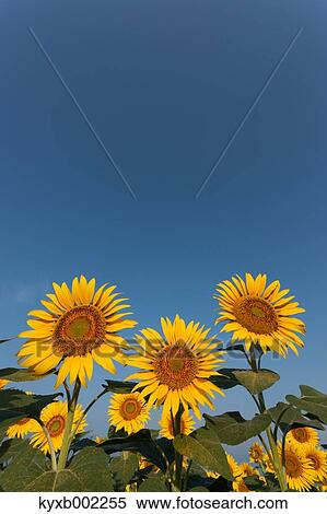 Sunflower field View Large Photo Image Stock Photography - Sunflower field. Fotosearch