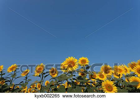 Sunflower field View Large Photo Image Stock Photography - Sunflower field. Fotosearch