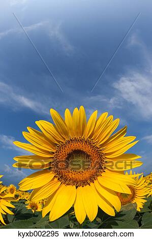 Stock Photography - Sunflower field. Fotosearch