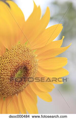Sunflower View Large Photo Image Picture - Sunflower. Fotosearch