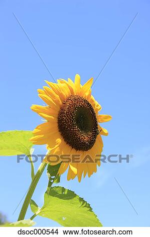 Sunflower View Large Photo Image Picture - Sunflower. Fotosearch