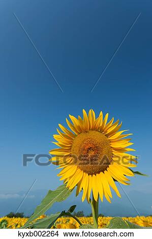 Picture - Sunflower. Fotosearch