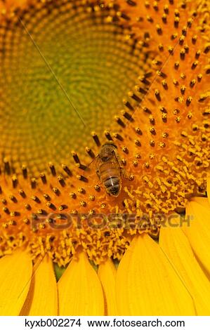 Sunflower View Large Photo Image Picture - Sunflower. Fotosearch