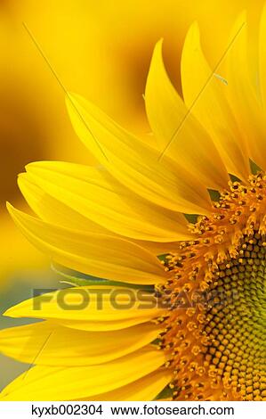 Sunflower View Large Photo Image Picture - Sunflower. Fotosearch