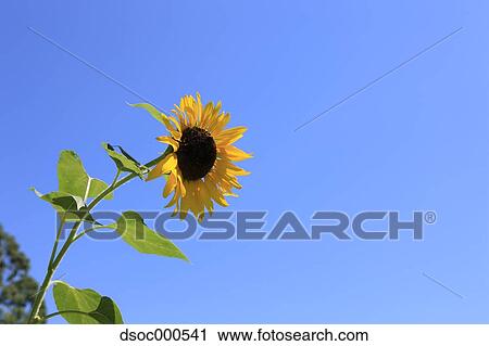 Sunflower View Large Photo Image Stock Image - Sunflower. Fotosearch