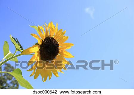 Sunflower View Large Photo Image Stock Image - Sunflower. Fotosearch