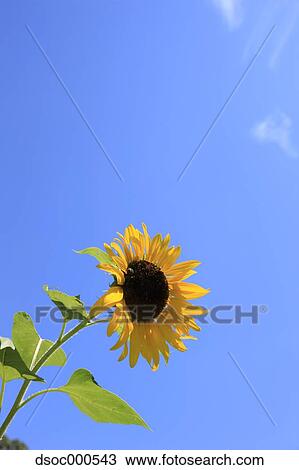 Sunflower View Large Photo Image Stock Image - Sunflower. Fotosearch