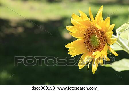 Sunflower View Large Photo Image Stock Image - Sunflower. Fotosearch