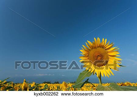 Sunflower View Large Photo Image Stock Image - Sunflower. Fotosearch