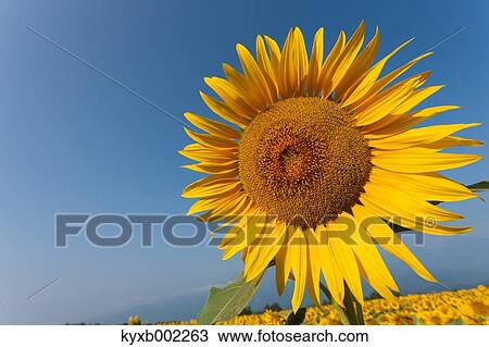 Sunflower View Large Photo Image Stock Image - Sunflower. Fotosearch