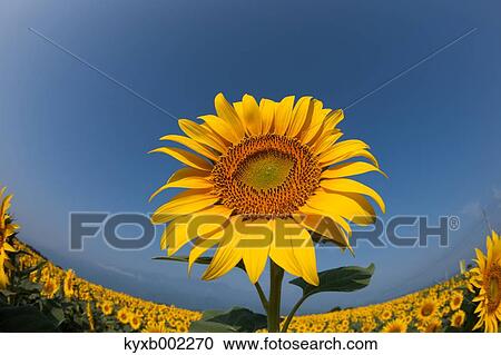 Sunflower View Large Photo Image Stock Image - Sunflower. Fotosearch