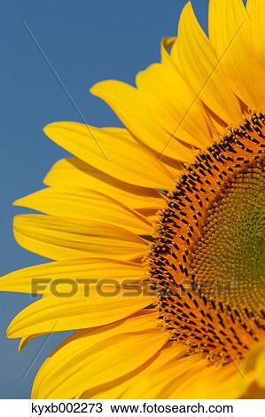 Sunflower View Large Photo Image Stock Image - Sunflower. Fotosearch