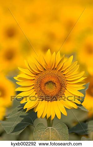 Sunflower View Large Photo Image Stock Image - Sunflower. Fotosearch