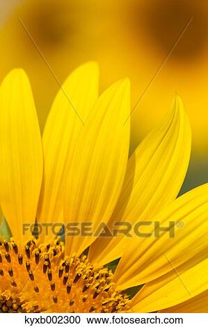 Sunflower View Large Photo Image Stock Image - Sunflower. Fotosearch