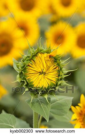 Sunflower View Large Photo Image Stock Image - Sunflower. Fotosearch