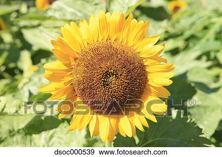 Sunflower View Large Photo Image Stock Photo - Sunflower. Fotosearch