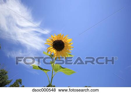Stock Photo - Sunflower. Fotosearch