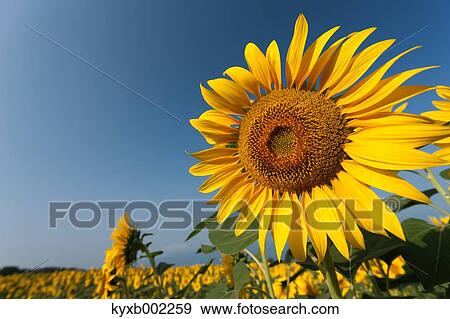Sunflower View Large Photo Image Stock Photo - Sunflower. Fotosearch