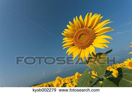 Sunflower View Large Photo Image Stock Photo - Sunflower. Fotosearch