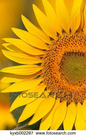 Sunflower View Large Photo Image Stock Photo - Sunflower. Fotosearch