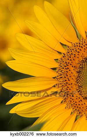 Sunflower View Large Photo Image Stock Photograph - Sunflower. Fotosearch