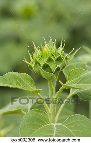 Sunflower View Large Photo Image Stock Photograph - Sunflower. Fotosearch